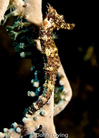 Sea horse in Little cayman by John Loving 