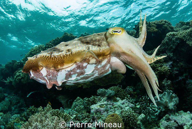 A very inquisitive little fellow. by Pierre Mineau 