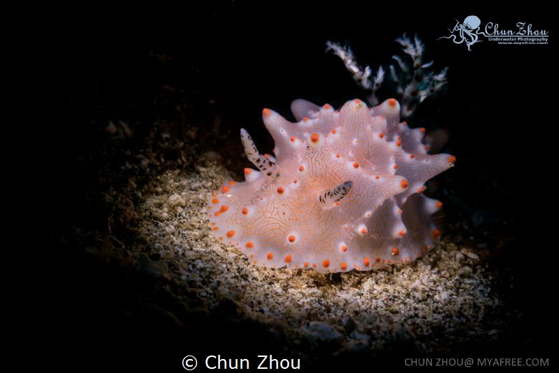 Pink Nudi by Chun Zhou 