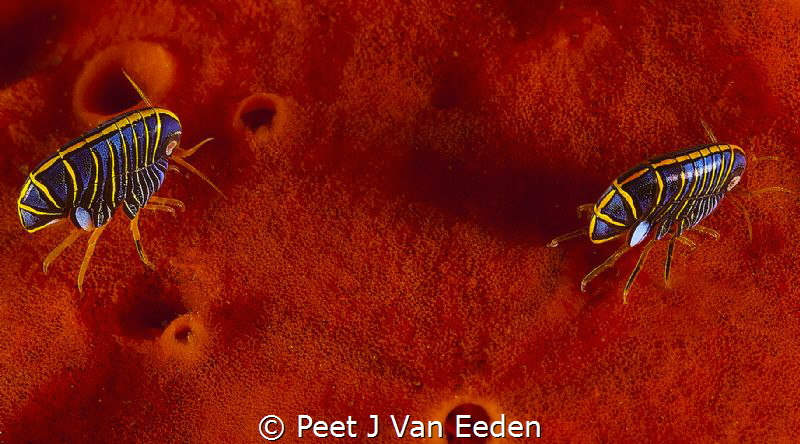 Hunchback Amphipods by Peet J Van Eeden 