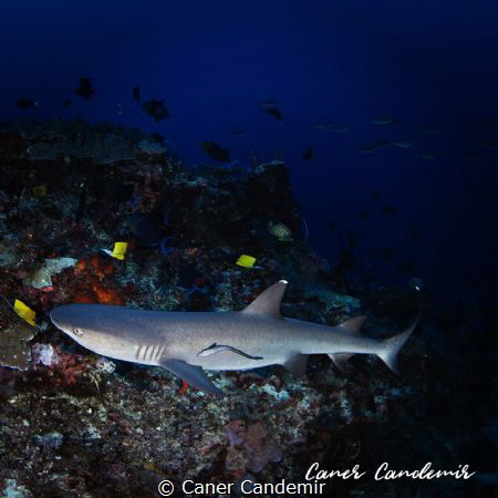 White-Tipped Reef Shark by Caner Candemir 