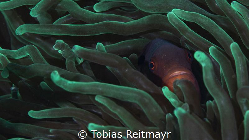 Spine-cheeked anemonefish, Kalimaya House Reef, Sumbawa by Tobias Reitmayr 