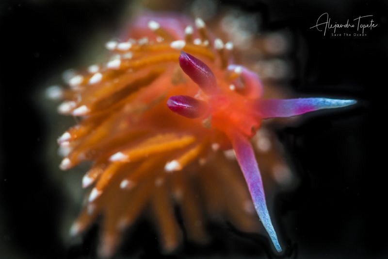Nudibranch in Black, La Paz Mexico by Alejandro Topete 