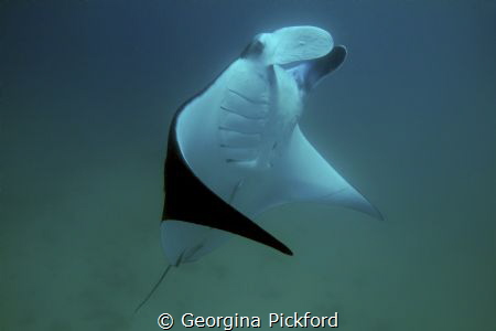 Eye contact by Georgina Pickford 