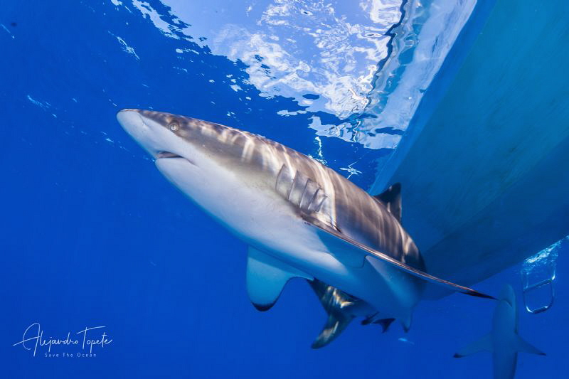 Shark and Boat, Gardens of the Queen, Cuba by Alejandro Topete 