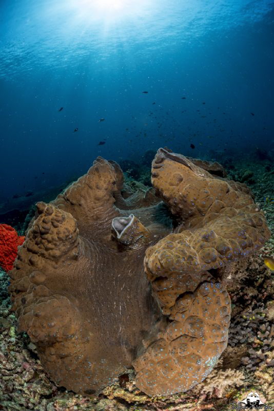 giant tridacne in Raja Ampat by Raffaele Livornese 