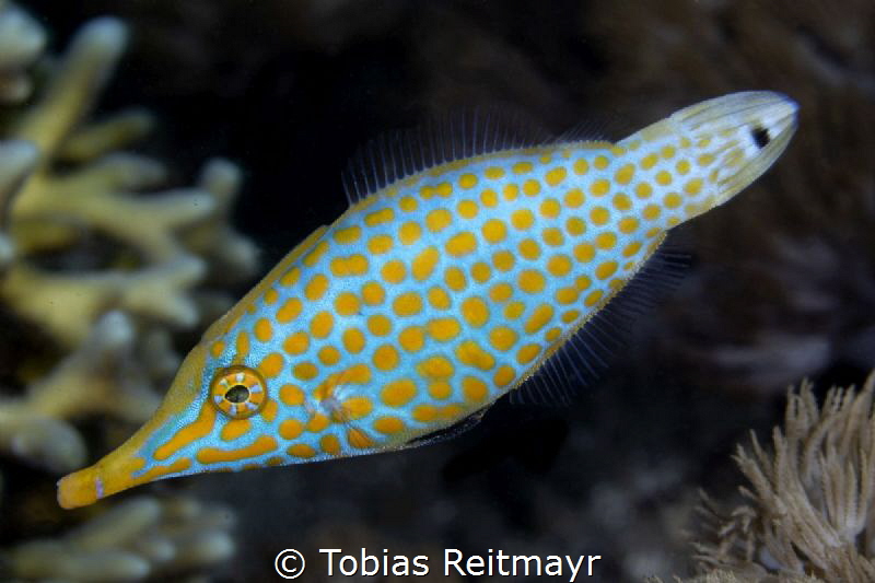Longnose Filefish by Tobias Reitmayr 