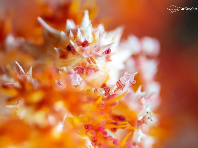"Softly"
Soft Coral Crab on his coral
Since he was so p... by Patricia Sinclair 