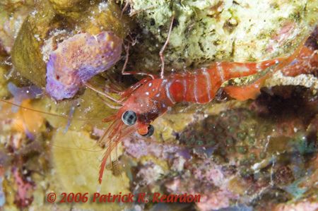 Red Night Shrimp. Full frame. D100 and 105 lens. Night di... by Patrick Reardon 