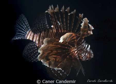 Lionfish on black background by Caner Candemir 