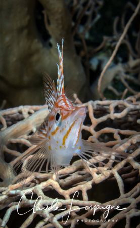 Long nose hawkfish by Claude Lespagne 