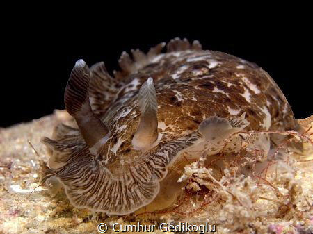 Dendrodoris grandiflora
GREY by Cumhur Gedikoglu 
