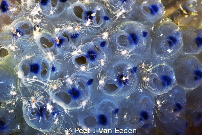 The Feast

Arthropods gathering at the outlet of blue c... by Peet J Van Eeden 