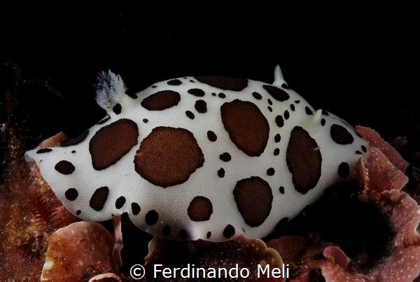 Underwater cow by Ferdinando Meli 