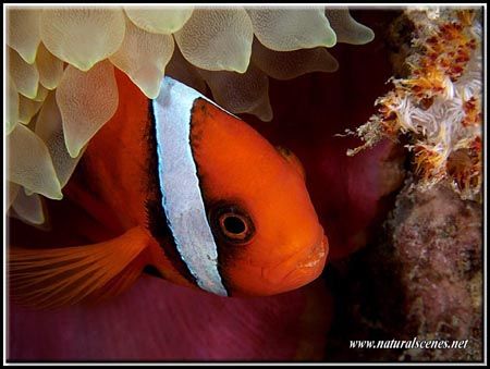These Bridled clown fish can bite, just look at those teeth. by Yves Antoniazzo 
