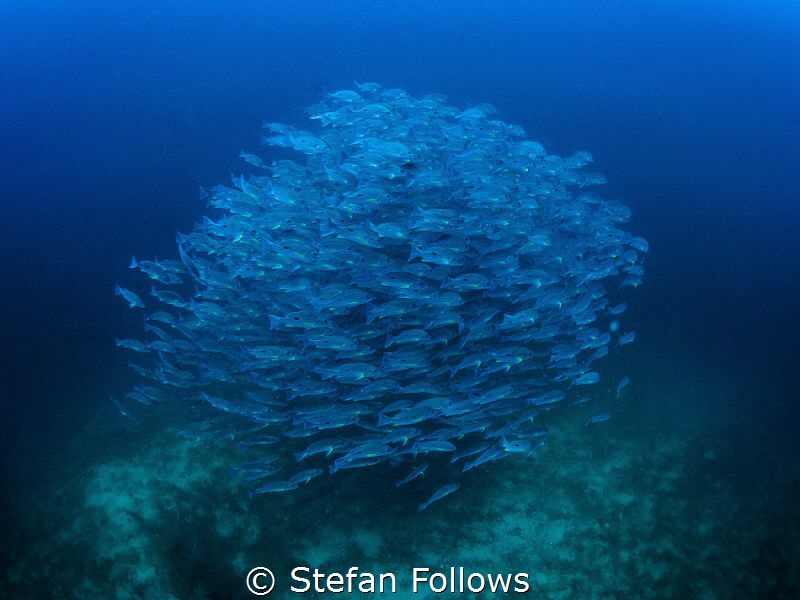 The Expanse

Russell's Snapper - Lutjanus russellii

... by Stefan Follows 