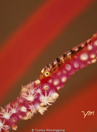 Diagonal red...
 by Yustus Mananggung 