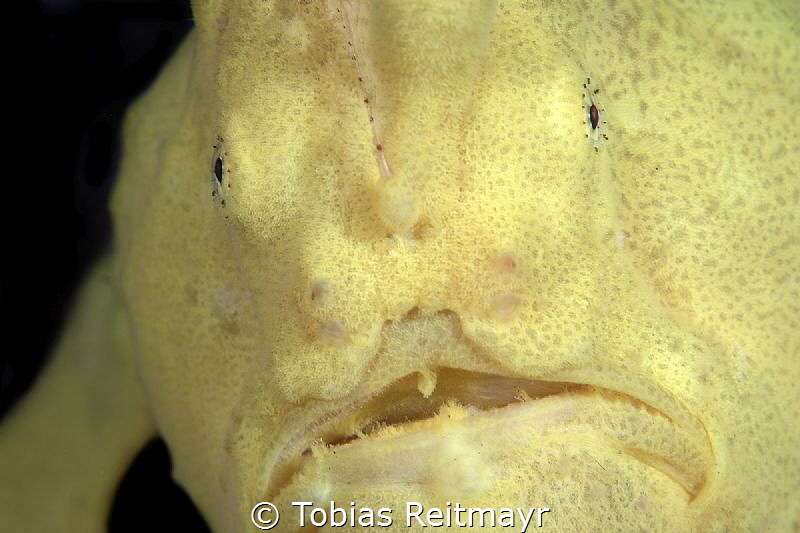 Giant frogfish by Tobias Reitmayr 