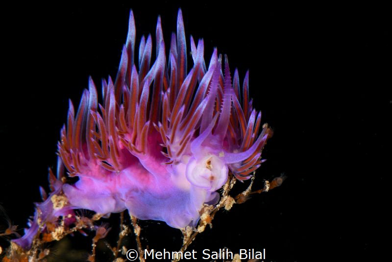 Flabellina affinis. by Mehmet Salih Bilal 