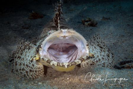 CROCODILE by Claude Lespagne 