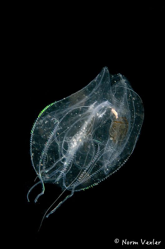 Ctenophere photographed on a Blackwater dive in Anilao. by Norm Vexler 