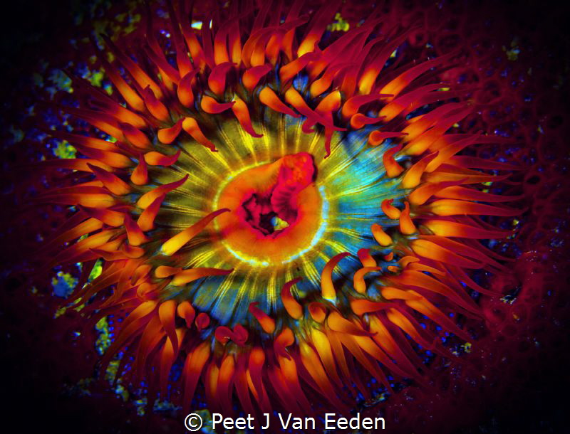 Sea-anemone in False Bay, Cape Peninsula
 by Peet J Van Eeden 
