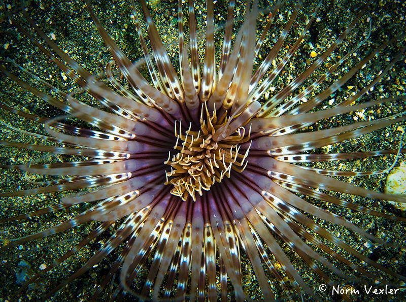 Ocean Art in Anilao by Norm Vexler 