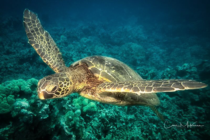 Turtle over reef near Puako Beach by Chris Mckenna 
