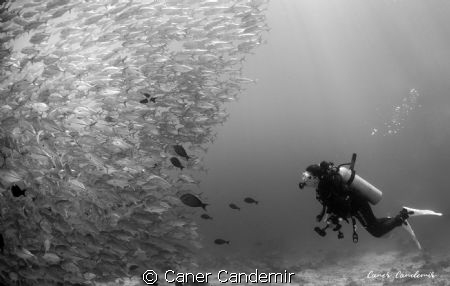 Jackfish and Photographer in Sipadan Island by Caner Candemir 