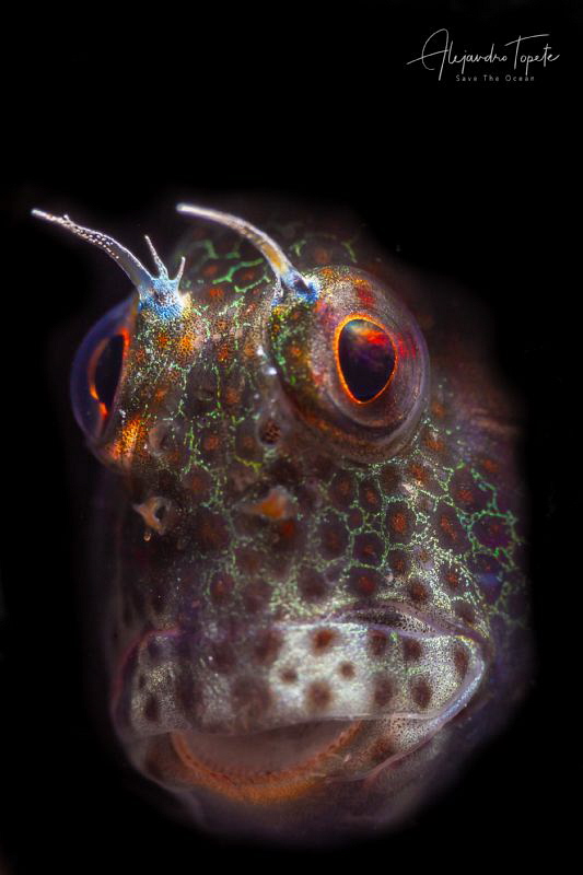 Blenny Green, La Paz México by Alejandro Topete 