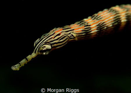 'Chasing the Dragon' this beatiful Dragon Faced Pipefish ... by Morgan Riggs 