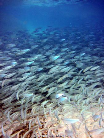 A school of red-eared herring in Shelly Bay, Bermuda in 2... by Thaddeus Murdoch 