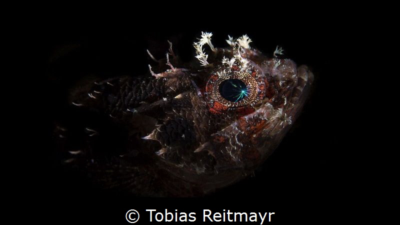 Scorpionfish at night by Tobias Reitmayr 