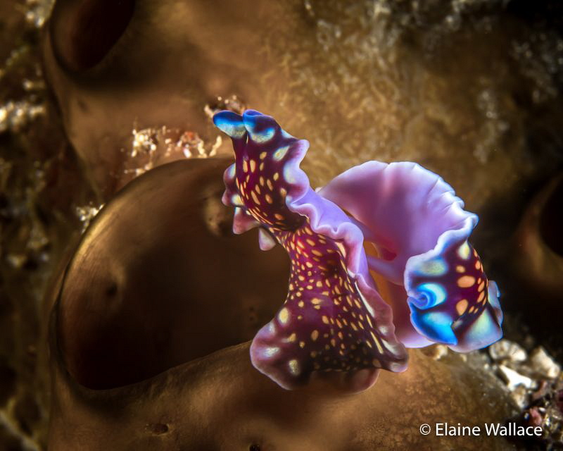 Pseudoceros lindae (Linda's flatworm) penis fencing.  A h... by Elaine Wallace 