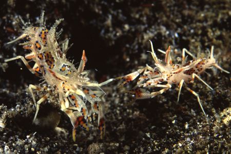 Another small shrimp, Horned bumblebee shrimp (Phyllognat... by Richard Smith 