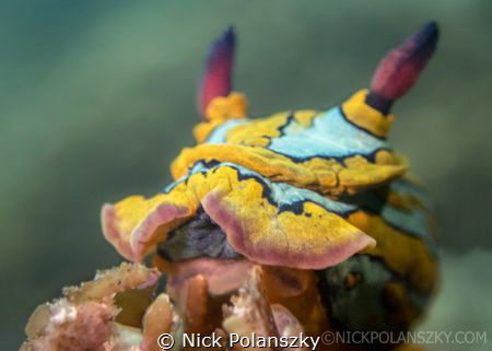 Tambja - Shot with Olympus TG4 and internal flash by Nick Polanszky 