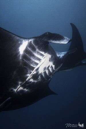 It's a good season for Manta here... by Mathieu Macias 