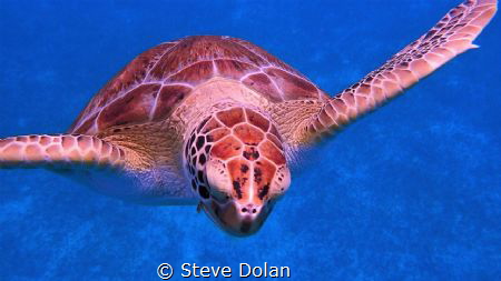 “Coming in for a closer look”.  While in St. Maarten off ... by Steve Dolan 