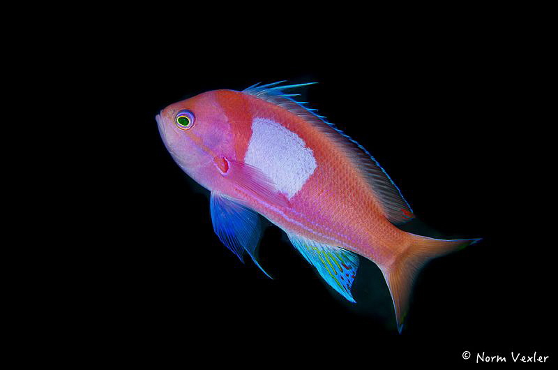 Squarespot Anthias in Anilao by Norm Vexler 