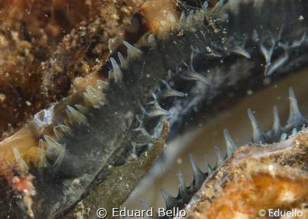 Always around, oyster by Eduard Bello 
