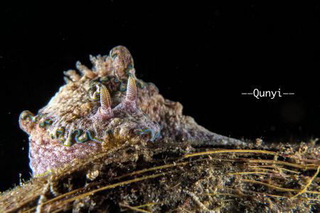 Taken in Anilao, Philippines on 7th, July 2018. A nudibra... by Qunyi Zhang 