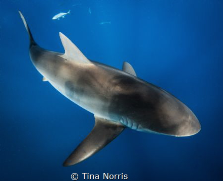 Morning Rays by Tina Norris 