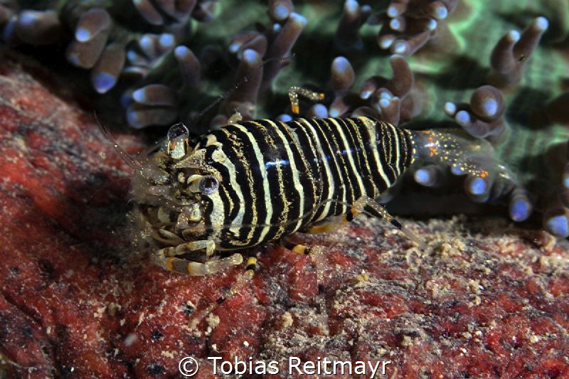Bumblebee shrimp! by Tobias Reitmayr 