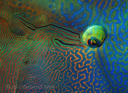 Close-up cheek and eye of everyone's favourite... the Nap... by Alex Tattersall 