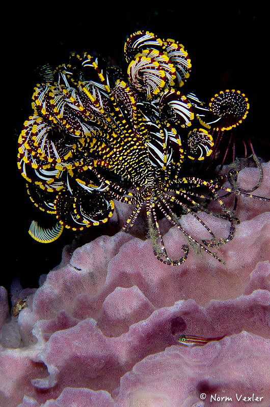 Ocean Art in Anilao by Norm Vexler 