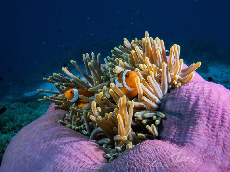 house off colors "Tubbataha Reefs" by Marc Van Den Broeck 