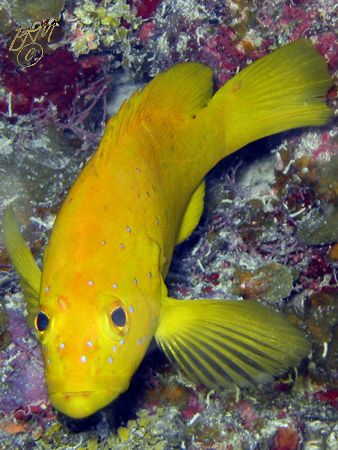 Another Golden Coney, but with a few more light blue spot... by Brian Mayes 