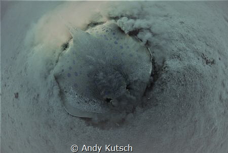 Ray in Egypt by Andy Kutsch 