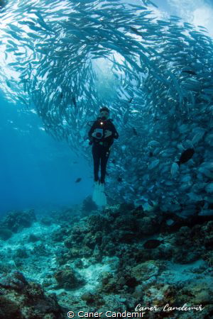 Jackfish and diver by Caner Candemir 
