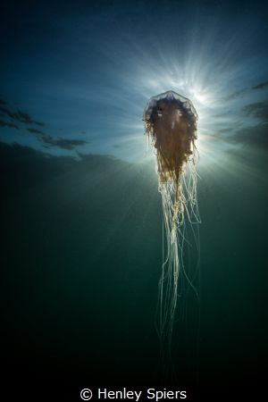 Jelly Sunburst by Henley Spiers 